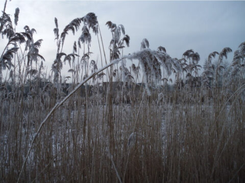 Rietplanten bedekt met rijp in een winterse veldomgeving onder een bewolkte hemel.