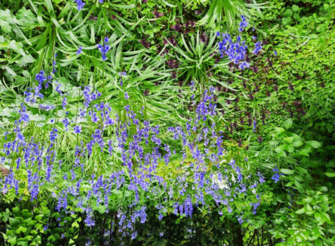 Paarse bloemen in een weelderige, groene tuin.