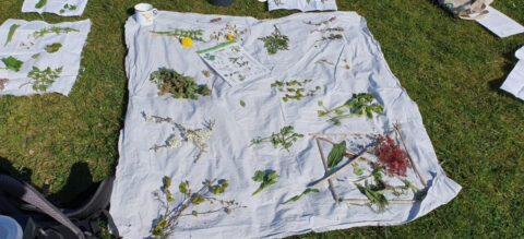 Wit laken op gras met diverse planten en bloemen voor studie, inclusief referentieblad en kopje.