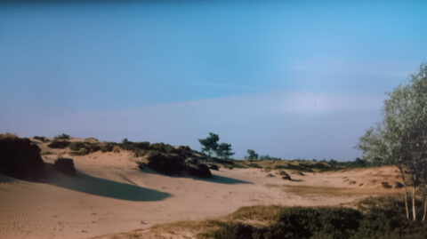Zandduinen met struiken en enkele bomen onder een heldere blauwe lucht.