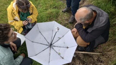 Drie mensen bestuderen insecten op een witte paraplu in het gras.
