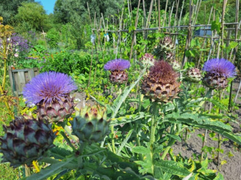 Paarse distelbloemen in een groene moestuin met bamboestokstructuren.