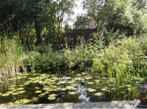 Tuinvijver met lelies en omringd door weelderige planten, met bomen en een houten schuur op de achtergrond.