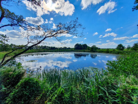Vijver met reflectie van blauwe lucht en wolken, omgeven door groen met gebogen boomtak.