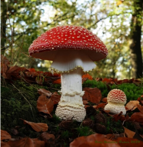 Twee vliegenzwammen in een bos, met rode hoed en witte stippen, omringd door herfstbladeren.