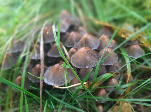 Een groepje bruine paddenstoelen tussen groen gras.