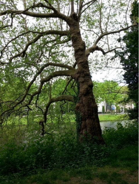 Boom met kronkelende takken en dicht gebladerte naast een vijver, omgeven door groen.