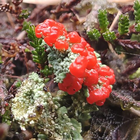 Felrode bessen en groen mos met kleine bladeren op een vochtige, bruine ondergrond.