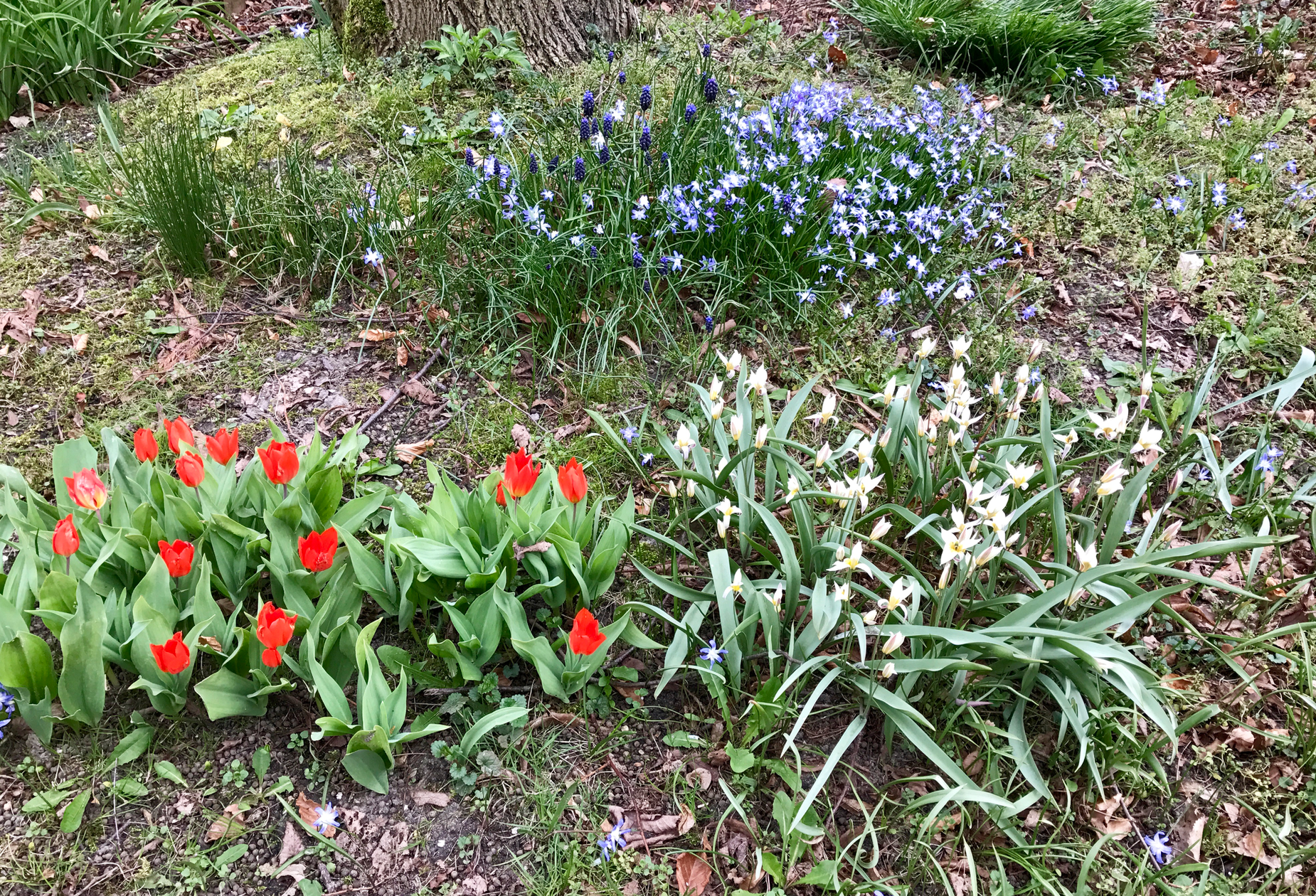 Voorjaar in het Wilhelmina Park