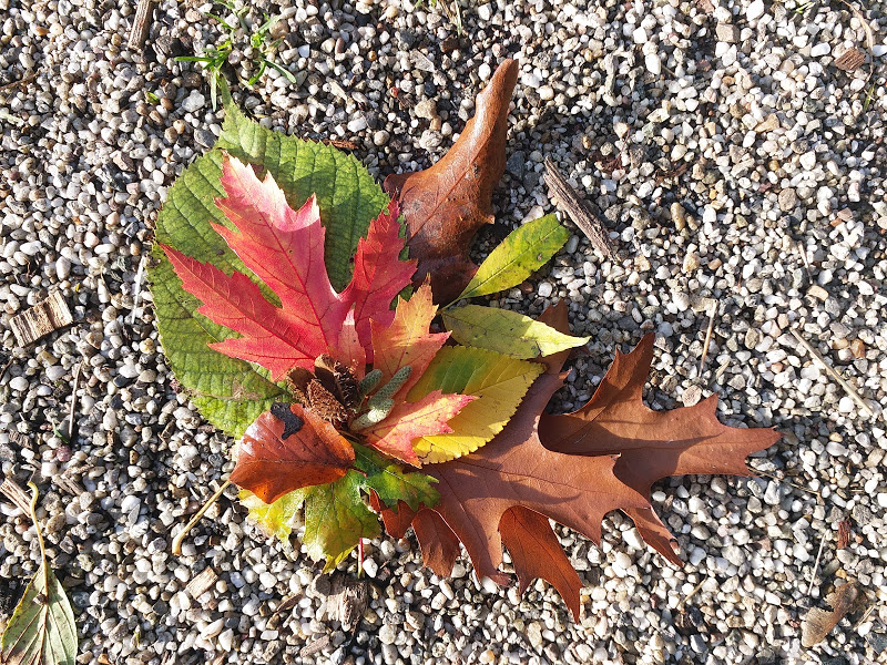 Gekleurde herfstbladeren en een dennenappel op grind.