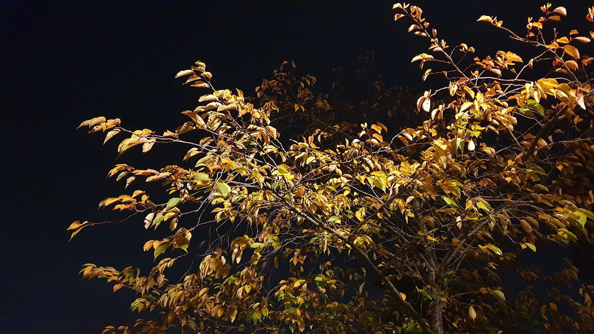 Verlichte boomtakken met goudkleurig herfstblad tegen een donkere nachtlucht.