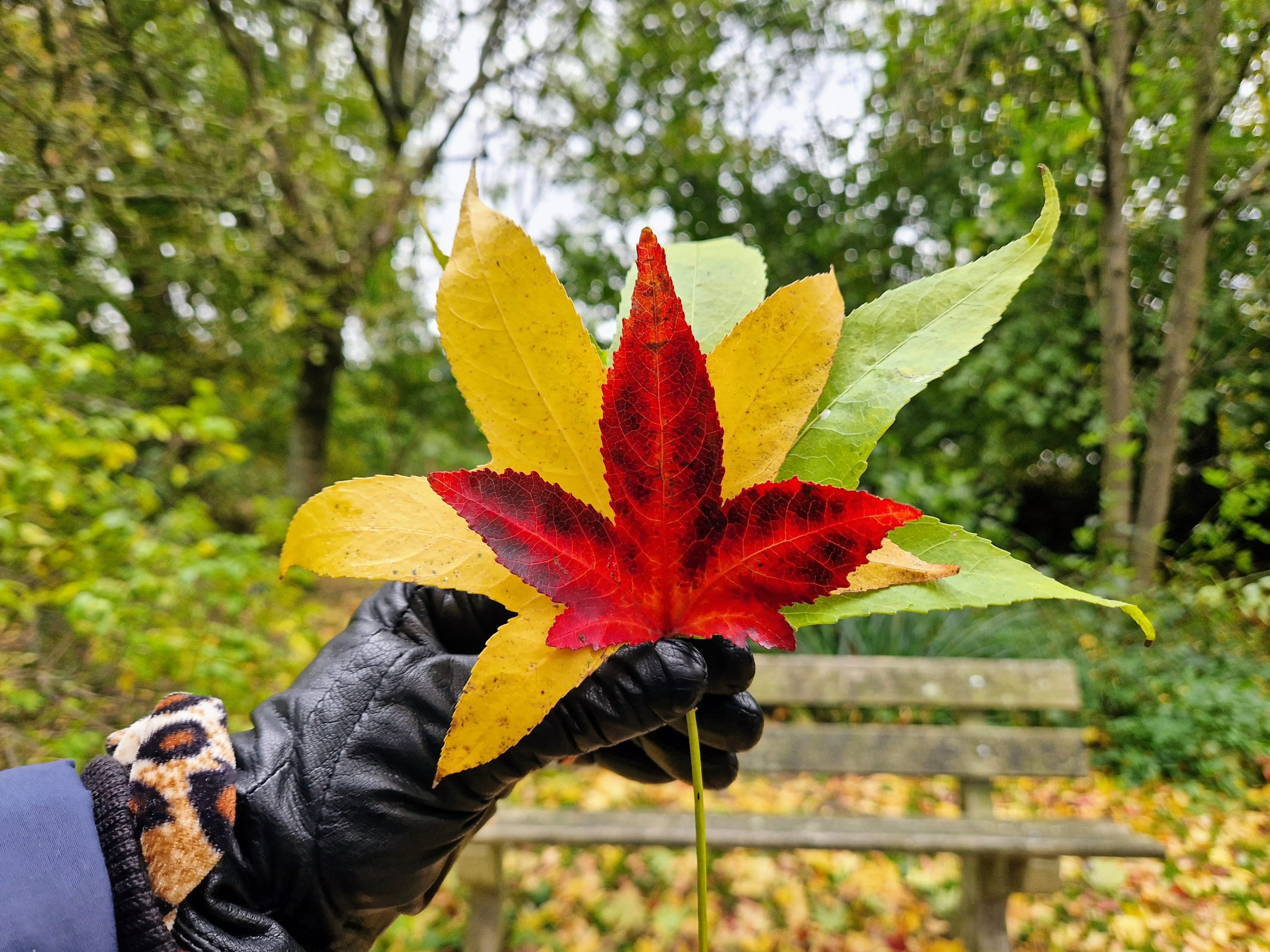 Hand in zwarte handschoen houdt kleurrijke herfstbladeren vast, met een bank en bomen op de achtergrond.