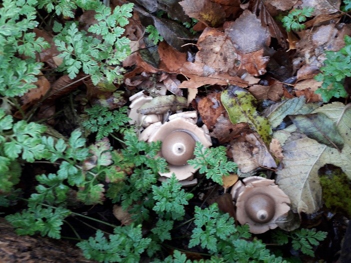 Paddenstoelen tussen bladeren en groen in een bosrijke ondergrond.