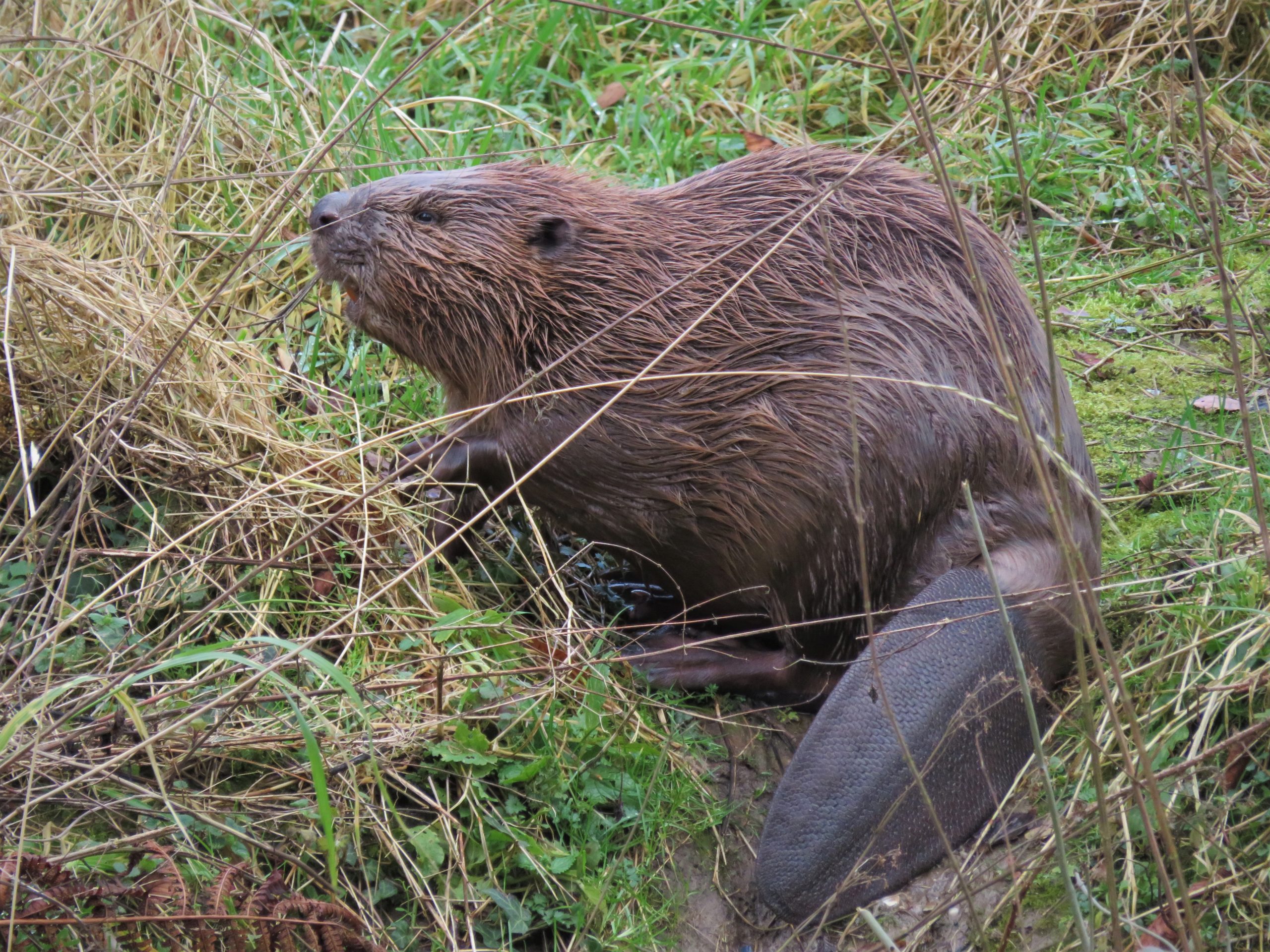 Bever in grasland, omringd door droge en groene planten, met kenmerkende platte staart zichtbaar.