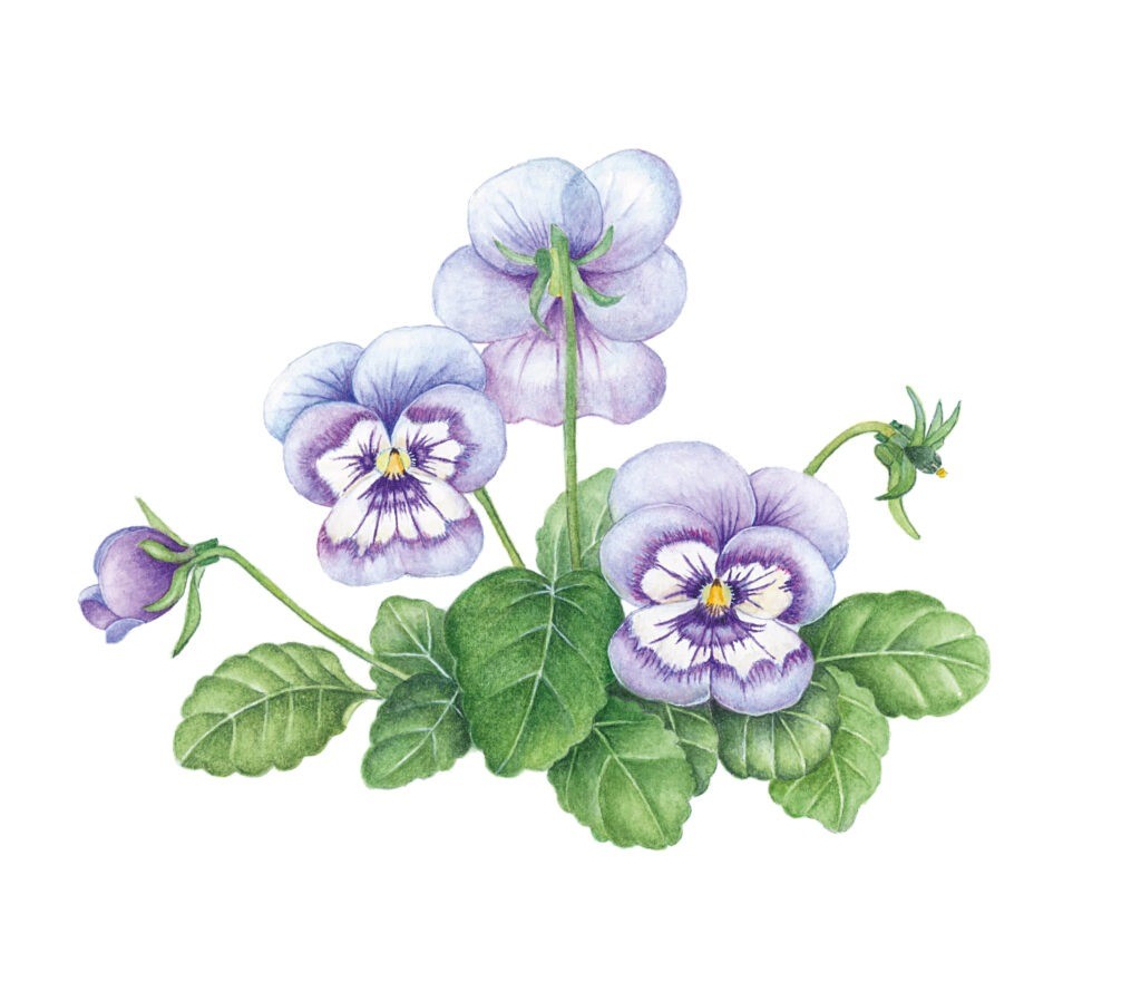 Illustratie van paarse viooltjes met groene bladeren op een witte achtergrond.