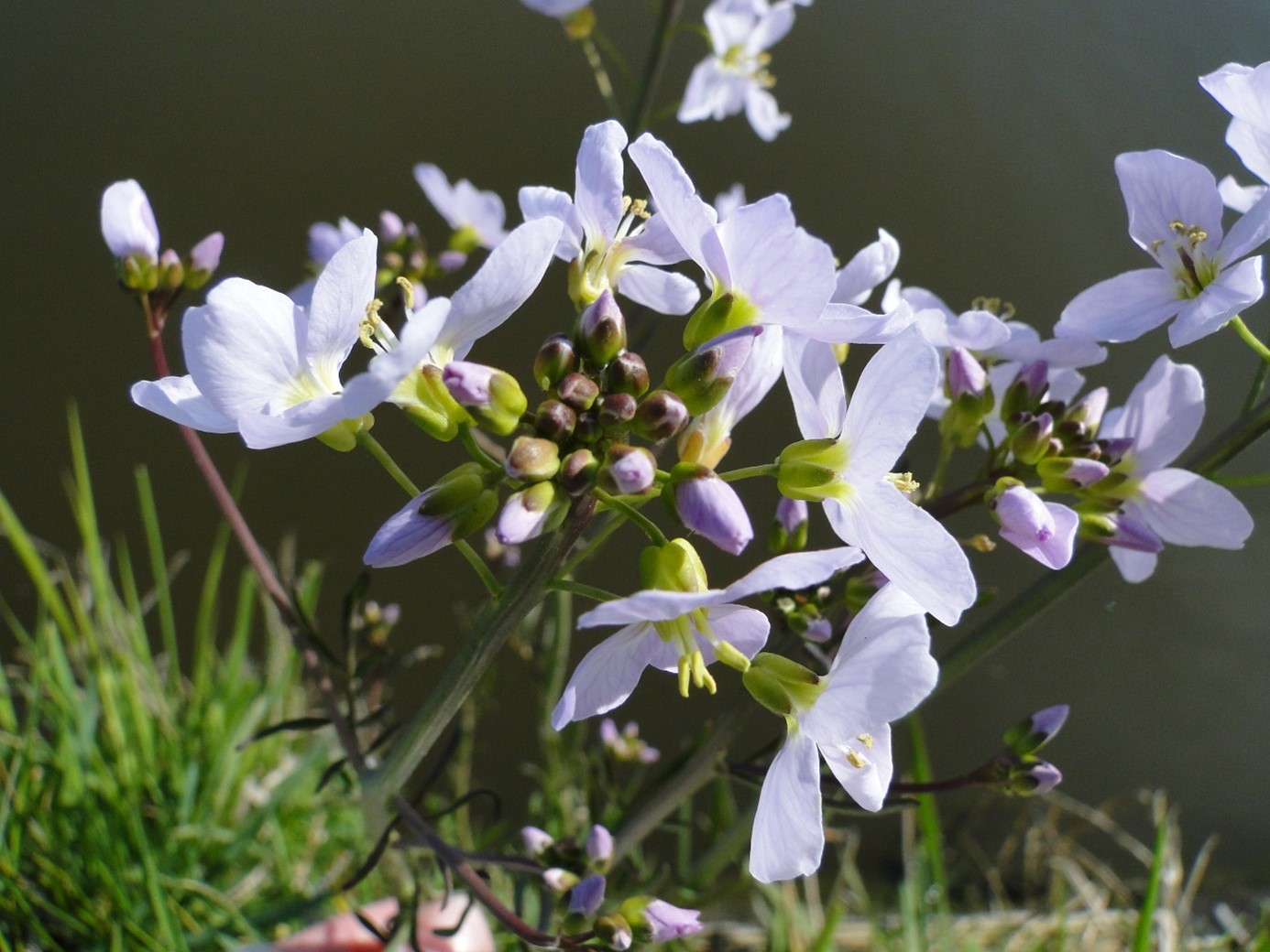 Lichtpaarse bloemen met groene stengels en knoppen, gefotografeerd in zonlicht naast gras.