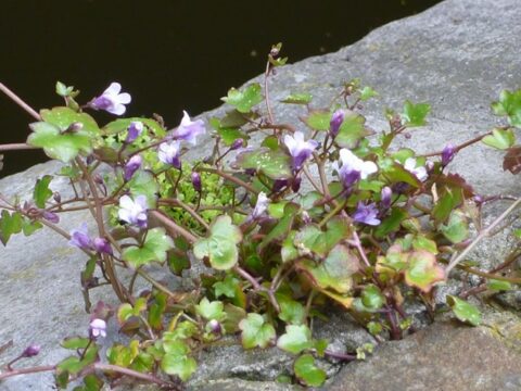 Kleine paarse bloemen en bladeren groeien op een grijze rots naast een donkere waterkant.