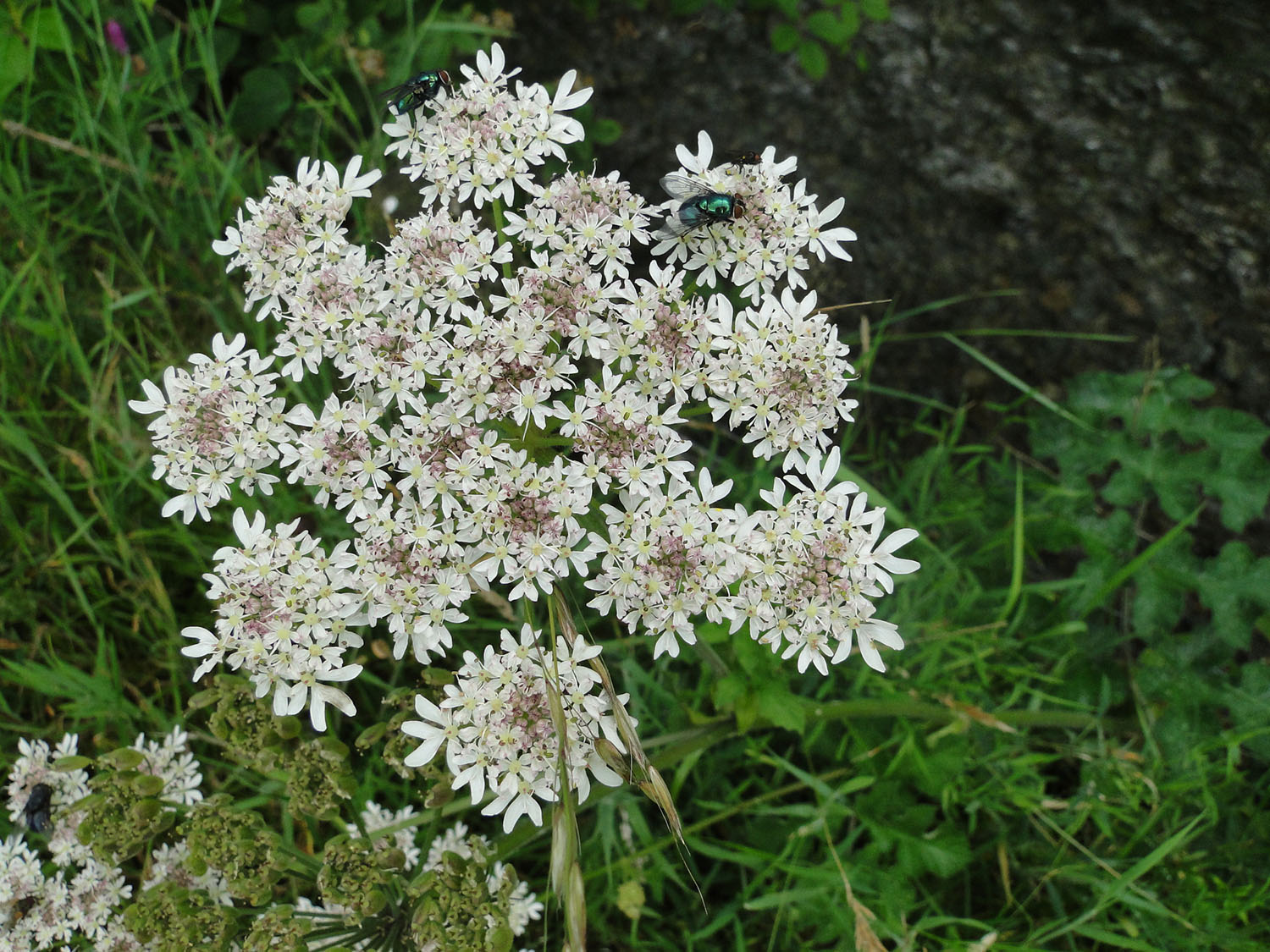 Witte bloemschermen met enkele vliegen, omgeven door groen gras.