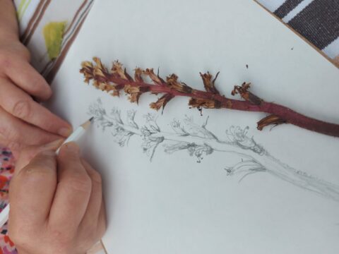 Hand tekent bloem naast echte bloem op wit papier.