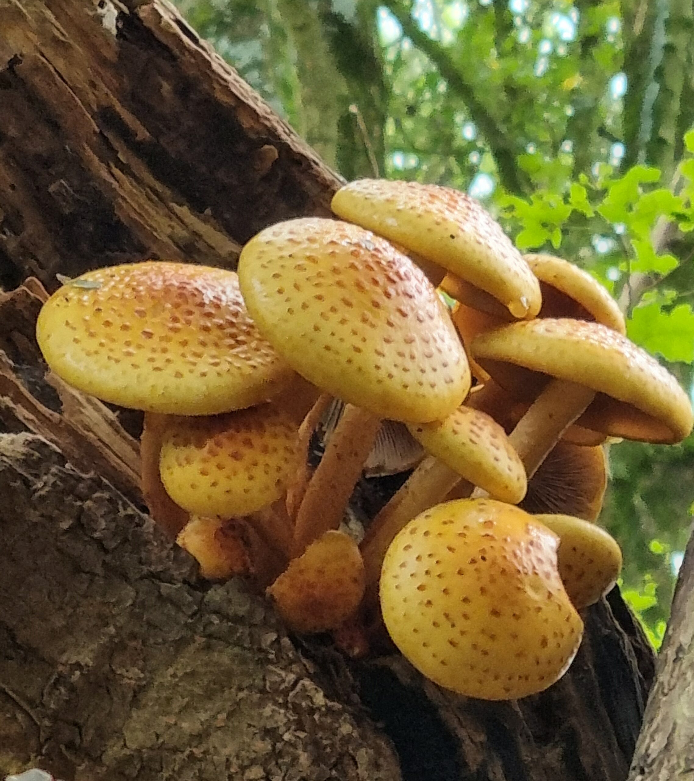 Cluster van gele paddenstoelen op een oude boomstam in een bosrijke omgeving.