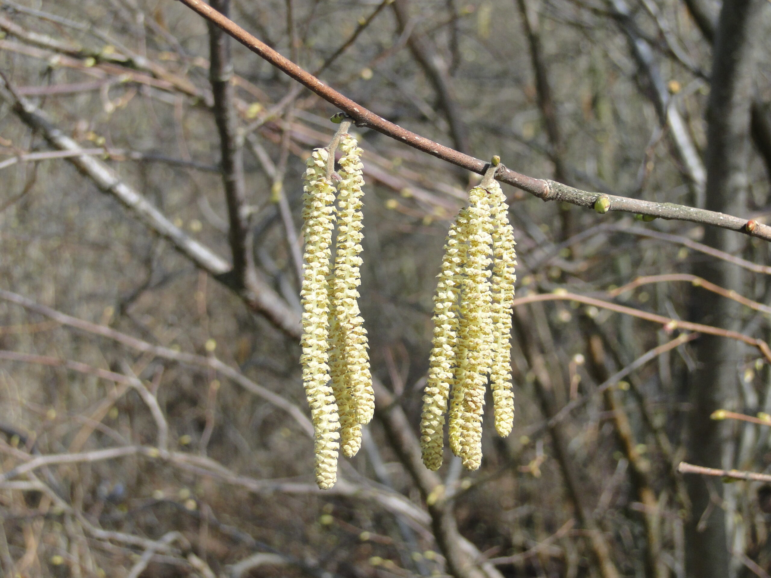 Katjes in het voorjaar