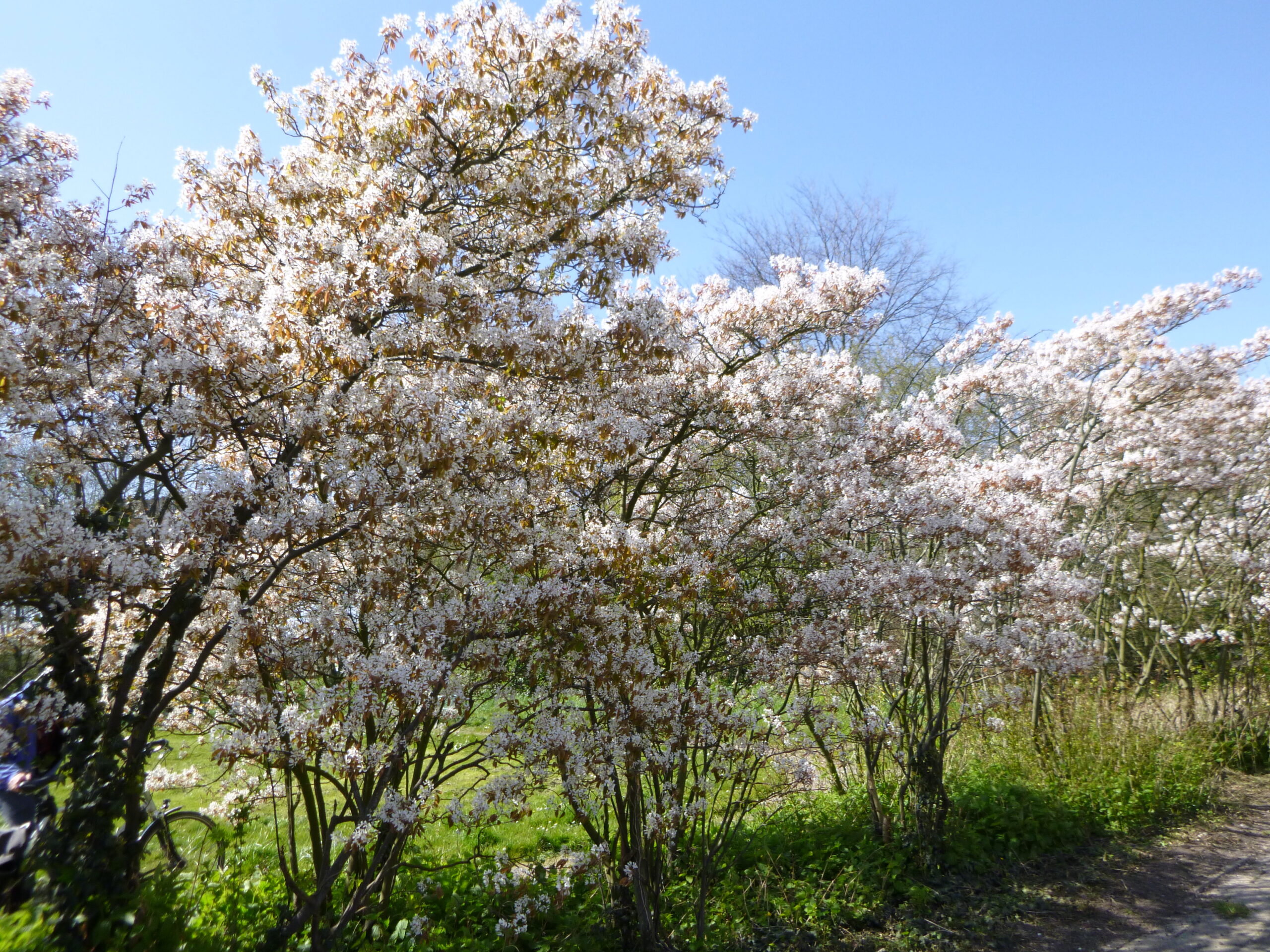 Bomen met witte bloesems langs een pad onder een helderblauwe hemel.
