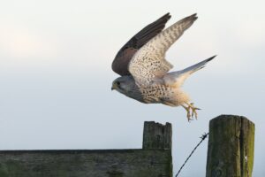 vliegende torenvalk, foto Edwin ter Hennepe