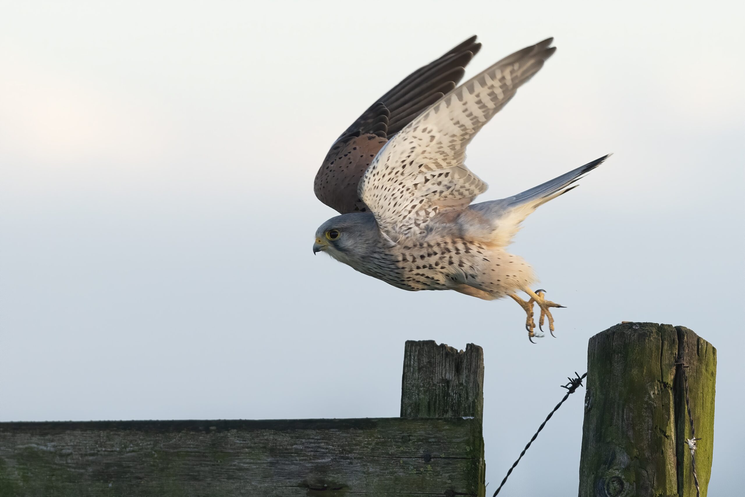 vliegende torenvalk, foto Edwin ter Hennepe