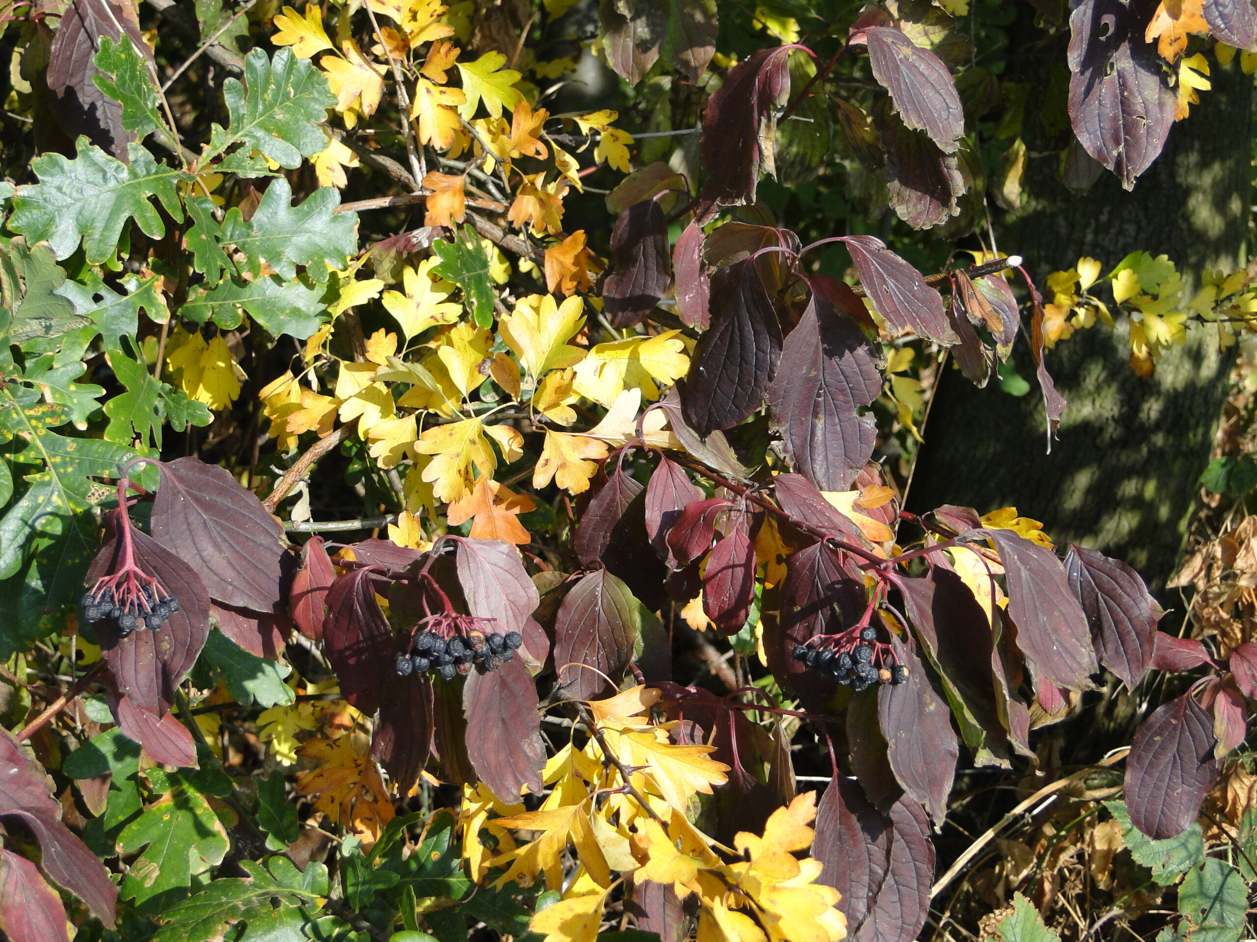 Paarse bladeren met zwarte bessen en geelgroene bladeren op een zonnige herfstdag.