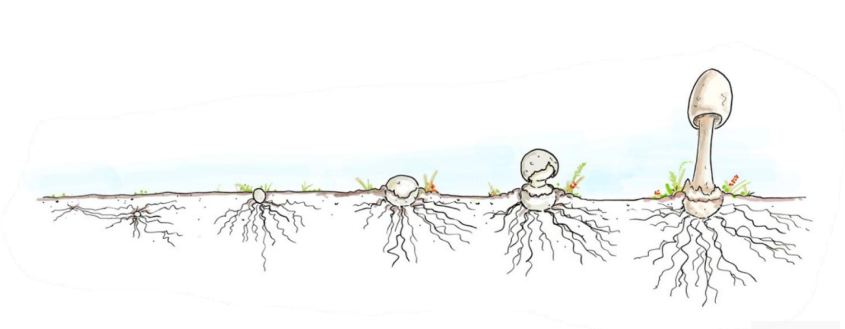 Vorming van paddenstoelen