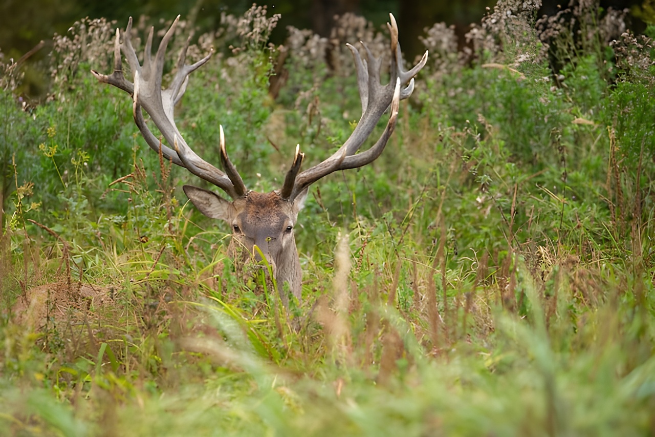 Een hert met grote gewei in dichtbegroeid gras in een natuurlijke omgeving.