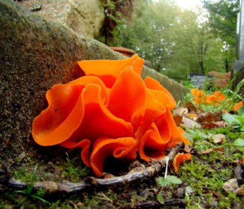 Heldere oranje paddenstoel groeit op de bosbodem tussen mos en bladeren.
