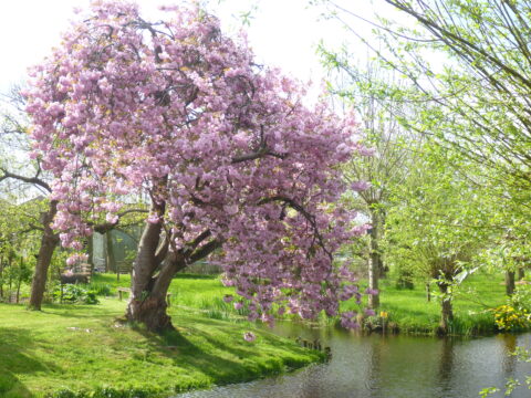 Bloeiende kersenboom met roze bloemen langs een rustige vijver in een groene tuin.