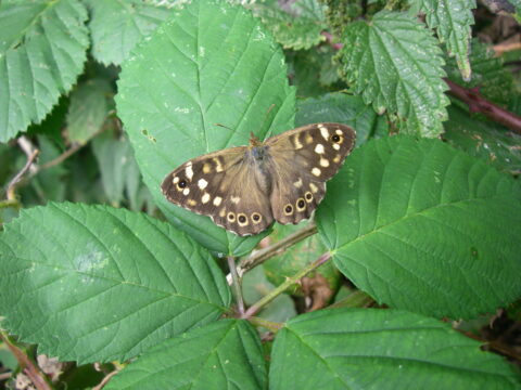 Bruine vlinder met stippen rust op groene bladeren.
