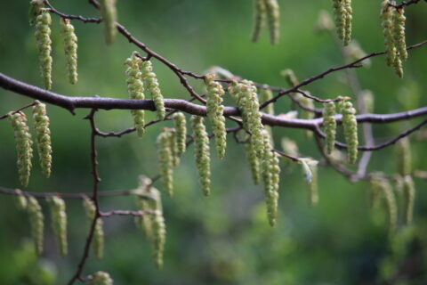 Tak met groene katjes hangend boven een onscherpe, groene achtergrond.