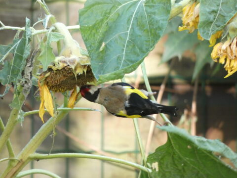 Vink op een verdorde zonnebloem eet zaden tussen grote groene bladeren.