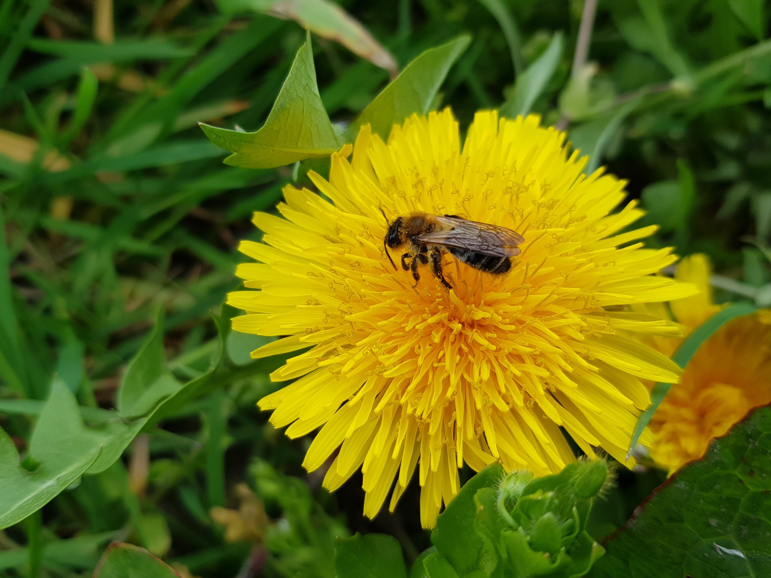 Bij zoekt nectar op gele paardebloem in groen gras.