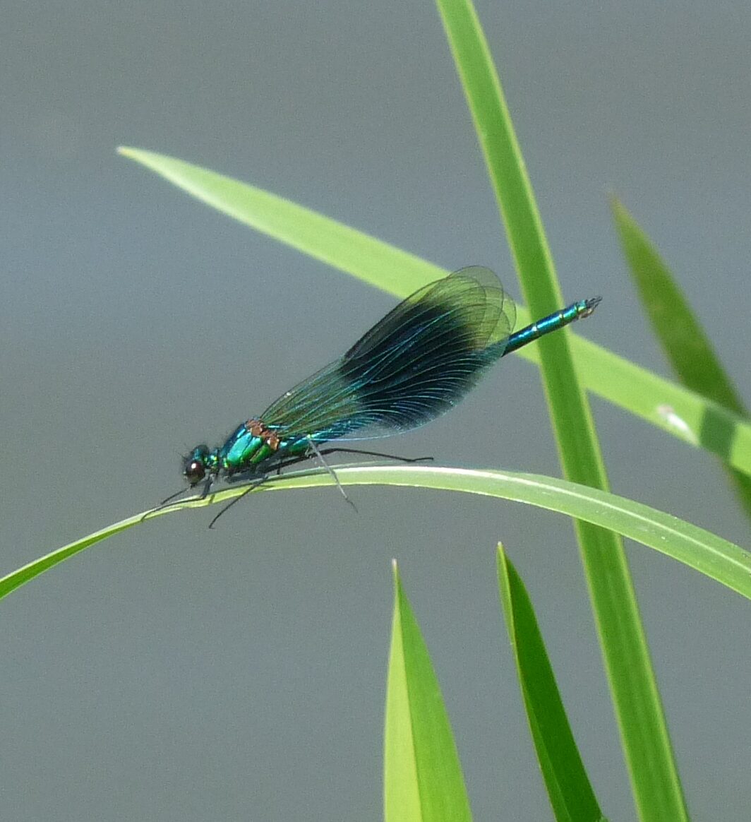 Een blauwe waterjuffer zit op een lang, groen blad tegen een grijze achtergrond.