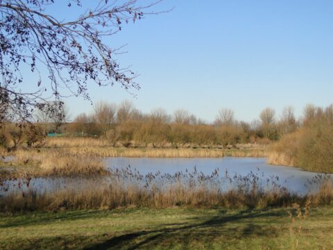 Een rustige vijver omringd door riet en kale bomen onder een heldere hemel.