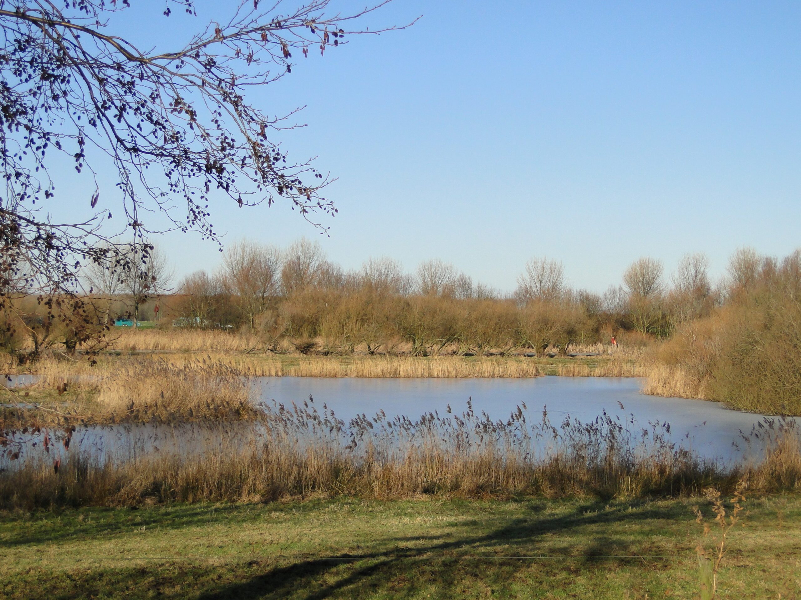 Een rustige vijver omringd door riet en kale bomen onder een heldere hemel.