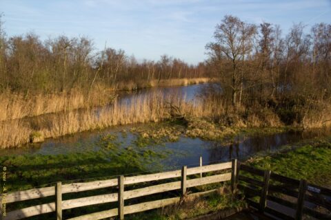 Rivierlandschap met riet, bomen en een houten hek; heldere lucht en rustige sfeer.