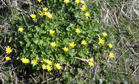 Gele bloemen op groen blad bedekken een stuk grond met droog gras.