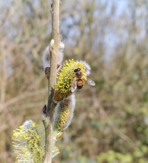 Bij op wilgenkatje in de lentezon, vage bosachtergrond.
