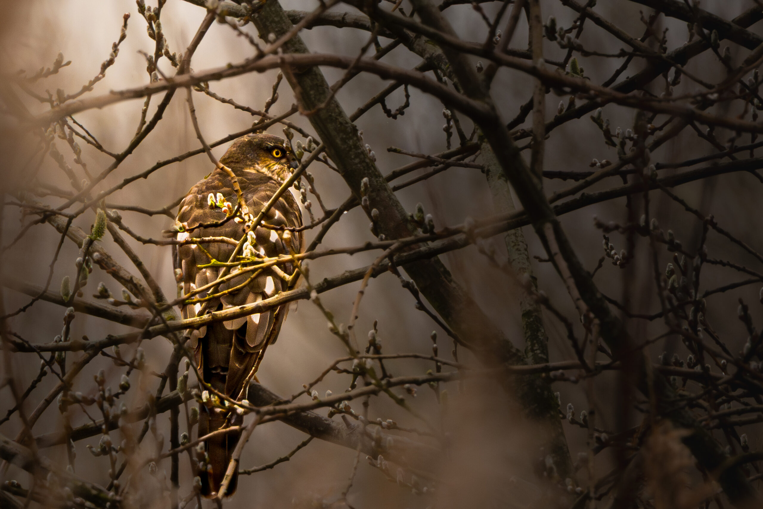Valkachtige vogel zit tussen dichte takken, omgeven door zacht licht en donkerbruin gebladerte.