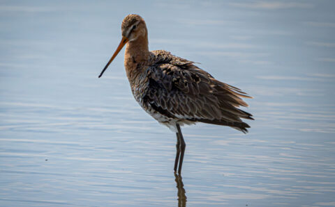 Een grutto staat in ondiep water met een rustige, blauwe achtergrond.