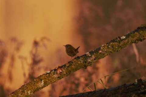 Kleine vogel zittend op een met mos bedekte tak in een warme, oranje-gouden achtergrond.