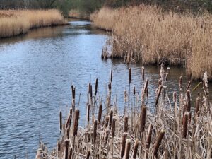 Water met riet en lisdodde met sigaren