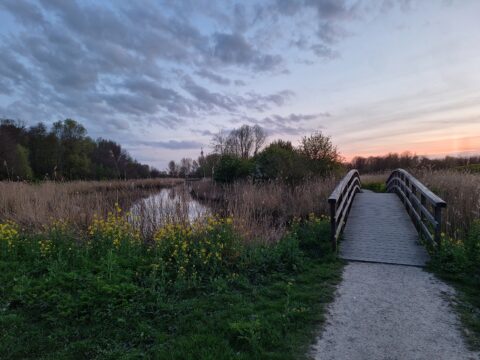 Houten brug over beek in natuurgebied bij zonsondergang, omgeven door riet en gele bloemen.