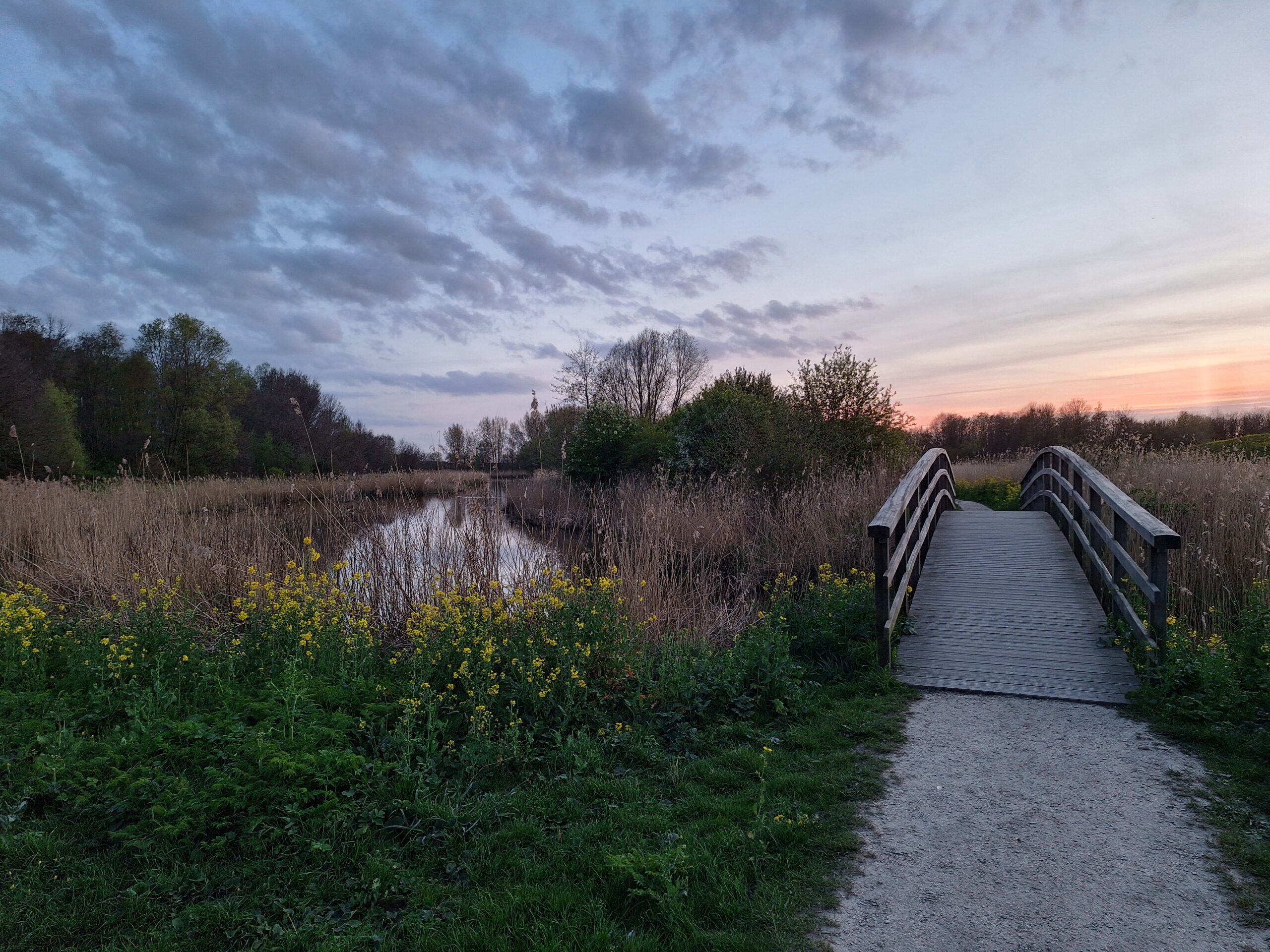 Houten brug over beek in natuurgebied bij zonsondergang, omgeven door riet en gele bloemen.