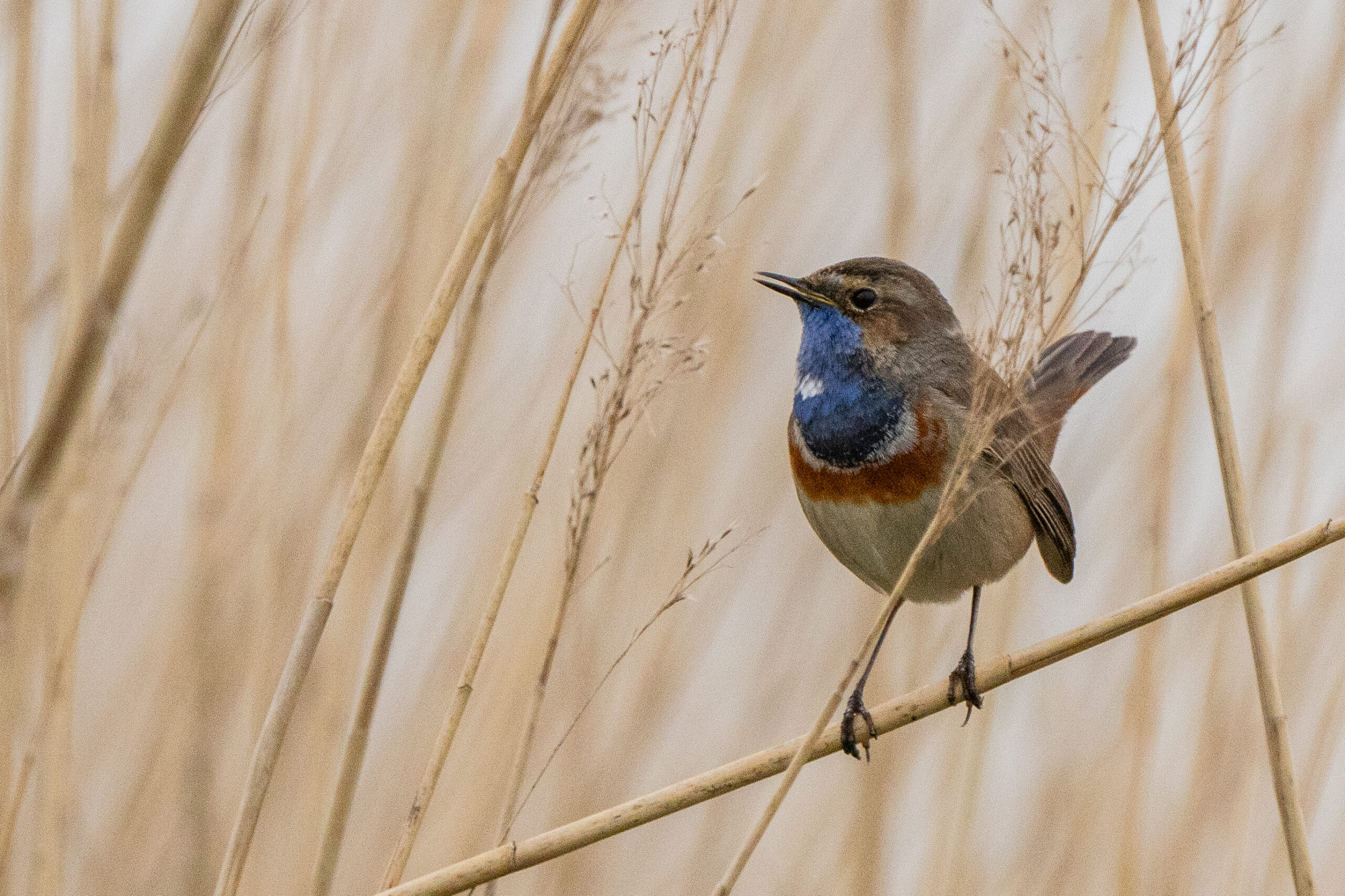 Een blauwborst zit op een rietstengel in een beige landschap.